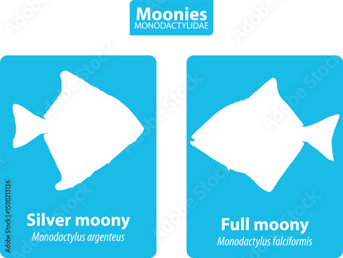 Moonies MONODACTYLIDAE Silhouette vector set with name and scientific name