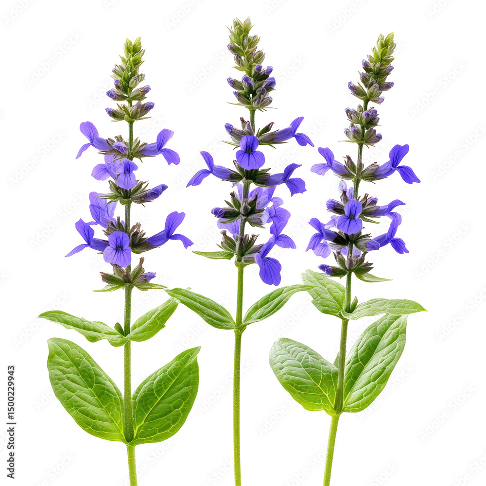 Obraz premium Three Salvia Flowers In Full Bloom Isolated on transparent or white. Perfect For Botanical Illustrations.
