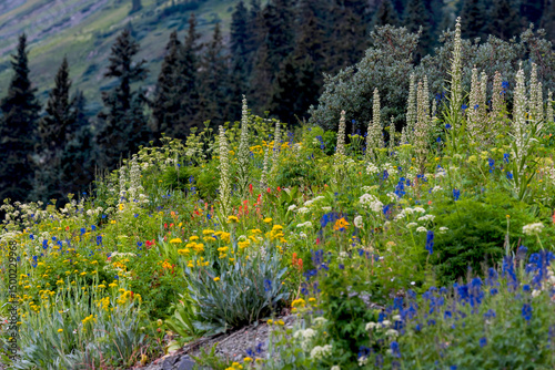 Lush green wildflower meadow in the summer time in Colorado rocky mountains