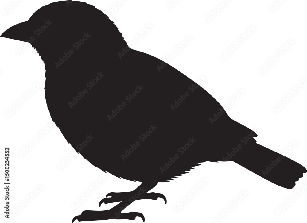 Obraz premium Oriole Side View Silhouette Vector