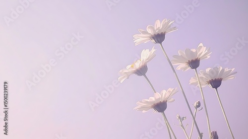 Photograph of white daisies against a soft purple background, showcasing delicate floral composition.