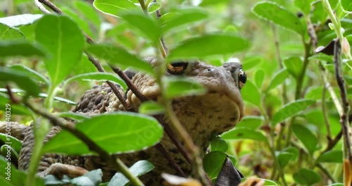 Frog looks forward and walks away