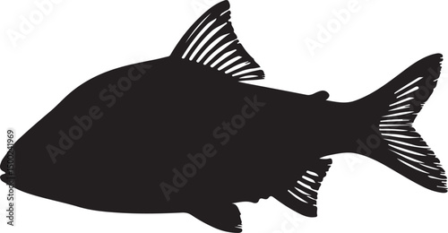 Rosy Barb Silhouette Vector