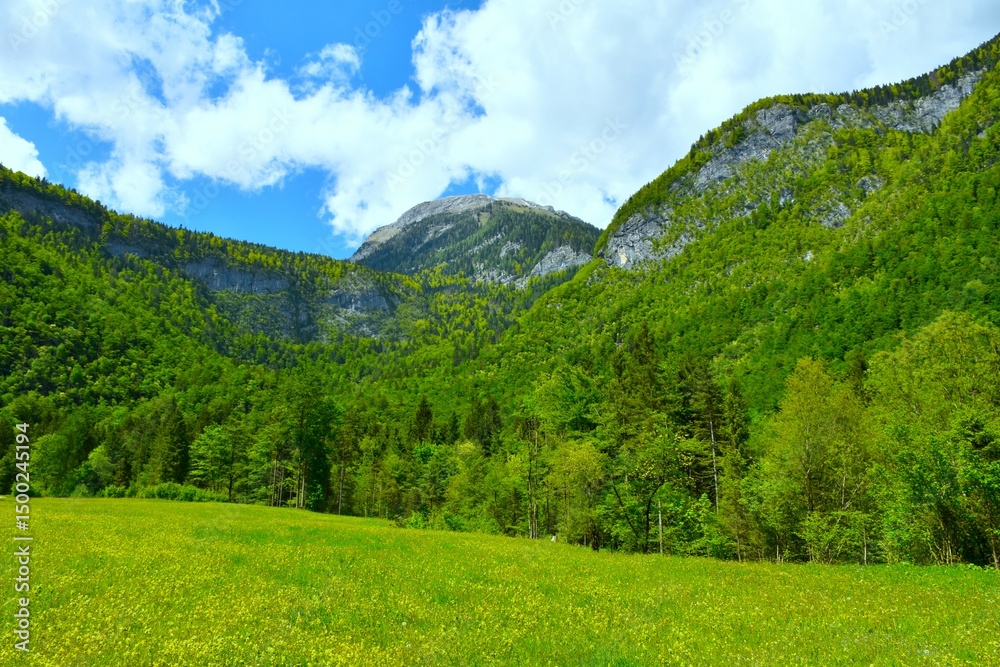 Obraz premium Meadow at the edge of the forest in Voje valley with Tošc mountain above in Julian alps, Gorenjska, Slovenia