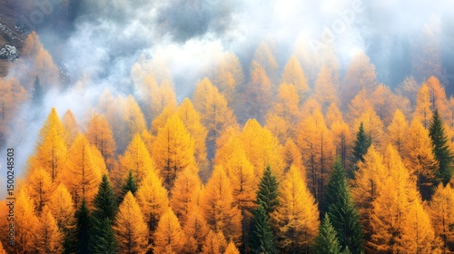 Misty Autumn Forest Golden Larch Trees Landscape