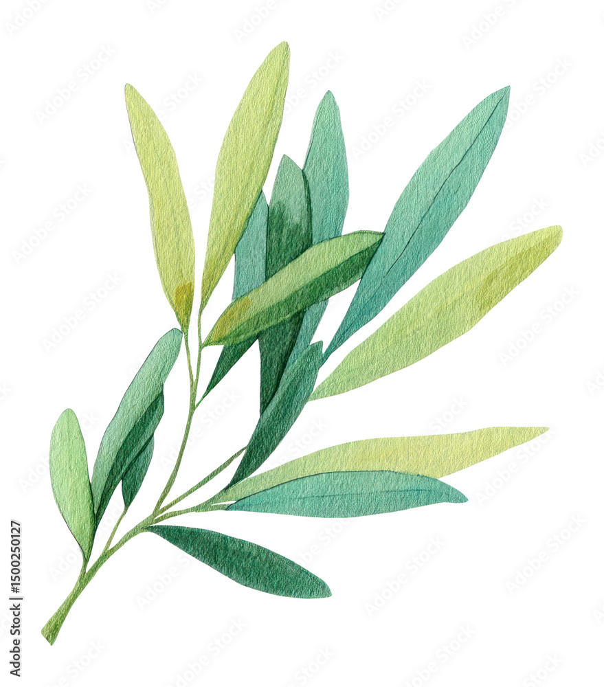 Fototapeta premium PNG A Olive leave illustration watercolor botanical.