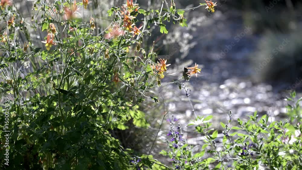 Anna's hummingbird drinking nectar from western crimson columbine flowers