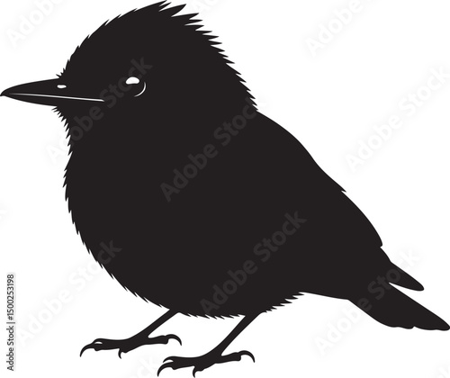 Photos Vermilion Flycatcher Silhouette
