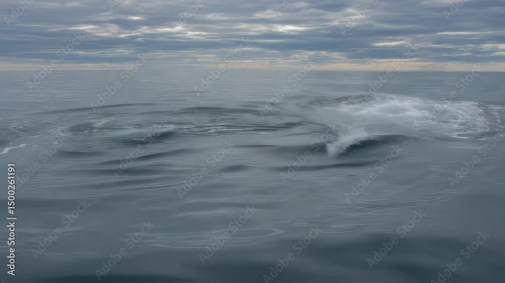 Massive minke whale swimming near ocean surface, gracefully diving beneath choppy waters and resurfacing under overcast cloudy sky with natural marine environment in background