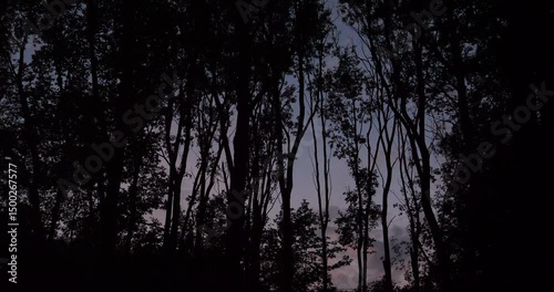 Evening Night Sky Through Forest