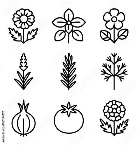 Companion Plant Icons. Outline icon set of companion planting: marigold, basil, nasturtium, lavender, rosemary, dill, onion,