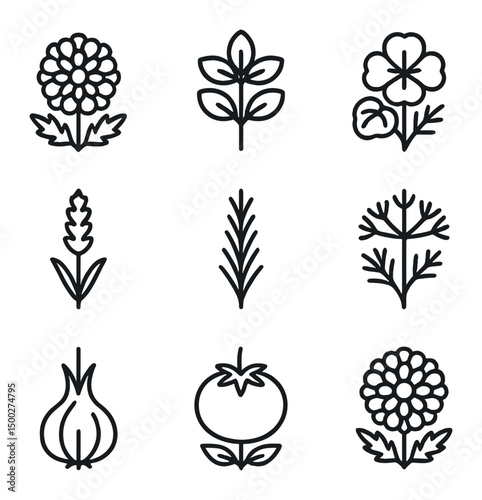 Companion Plant Icons. Outline icon set of companion planting: marigold, basil, nasturtium, lavender, rosemary, dill, onion,