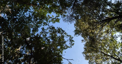 Moving Trees Through Wind 