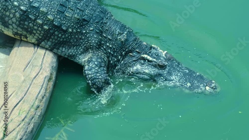 The crocodile floating in dirty water and only its eyes above the surface watch for potential food coming to the watering hole