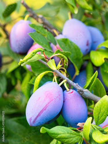 Ripe plum fruit (Prunus domestica) on branch of tree. Fresh bunch of natural fruits growing in homemade garden. Close-up. Organic farming, healthy food, BIO viands, back to nature concept.