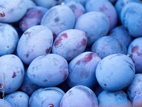 Pile of ripe plum fruit (Prunus domestica) harvested in wooden basket. Pattern of fresh natural fruits from homemade garden. Close-up. Organic farming, healthy food, BIO viands, back to nature concept