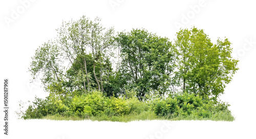Wallpaper Mural PNG Group of different trees vegetation outdoors scenery. Torontodigital.ca