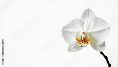 Delicate white orchid blossom against pure white backdrop, botany, texture