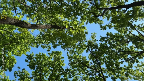 Enjoying the bright green canopy in a peaceful forest under the clear blue sky