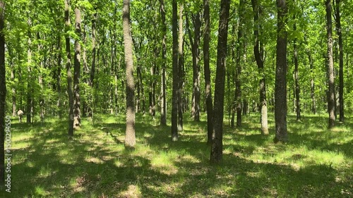 Lush green forest landscape showcasing vibrant trees and serene nature in midday sunlight