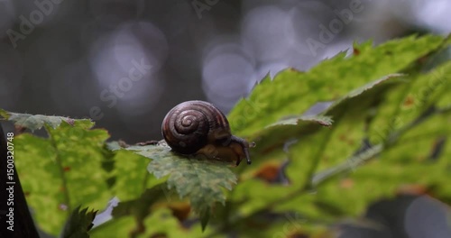 Snail Sitting on a Leaf