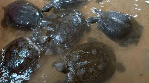 Asiatic softshell turtles or black-rayed softshell turtles (Amyda cartilaginea) swimming in still water and try to bite each other with their powerful jaws, Thailand. Closeup