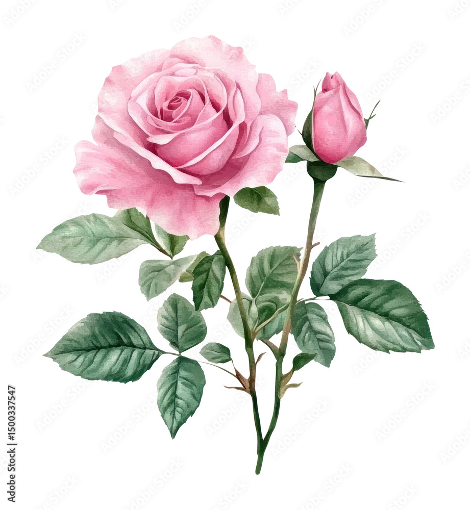 Naklejka premium PNG Watercolor pink roses illustration watercolor flower.