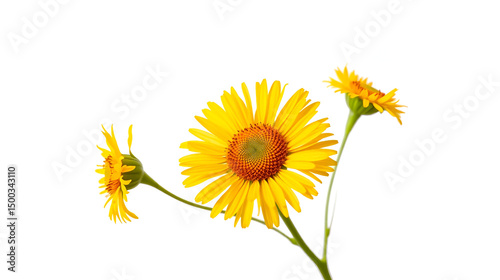 Tansy Isolated on White Background.