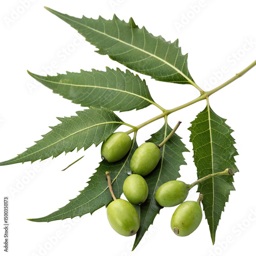 Focus on fresh neem fruits and vibrant green leaves showcasing their significance in Ayurvedic medicine with detailed artistic cut out design