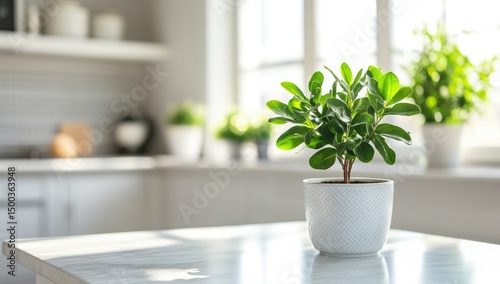 Wallpaper Mural Kitchen countertop with potted plant Torontodigital.ca