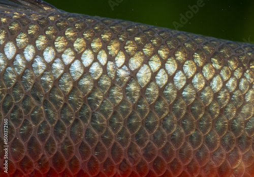 Fish scales close up