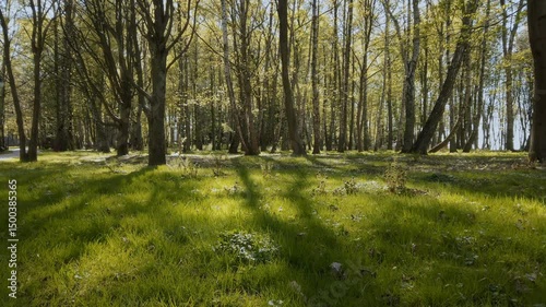 Springtime woodland landscape - birch trees with fresh foliage swaying in wind and lush green grass lawn on glade in grove or city park at early spring sunny day. No people beautiful scenery.