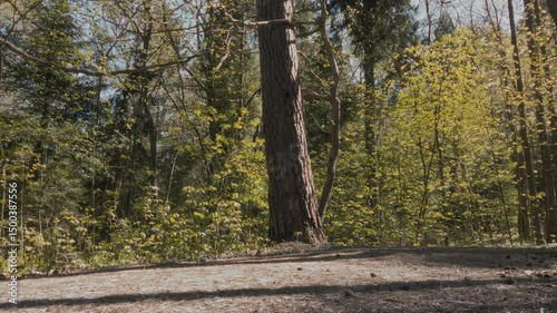 Low angle view of forest floor, old pine tree trunks and deciduous saplings with fresh green leaves in springtime grove at early spring sunny day. No people beautiful nature scenery, panoramic shot.