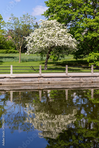 Blooming tree along Rideau Canal in Ottawa, Canada in spring. Public park in springtime