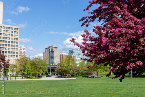 City park in downtown Ottawa in spring. Cityscape with blooming tree