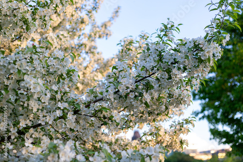 Branches of white blooming apple tree in the park in spring.