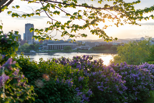 Park in spring with blooming lilacs during sunset. Ottawa River and Gatineau city view in Quebec in Canada