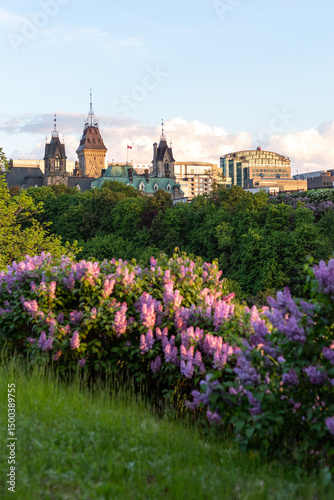 City park in downtown Ottawa in Canada in spring. Blooming lilacs and cityscape with parliament building
