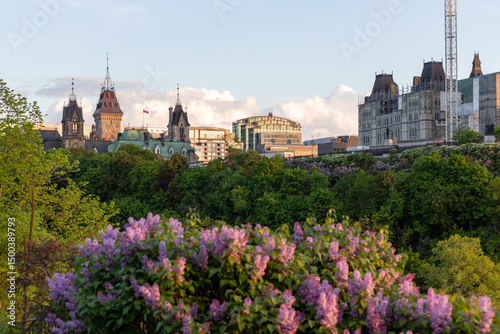 City park in downtown Ottawa in Canada in spring with blooming lilacs. Cityscape in downtown