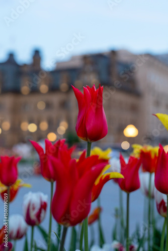 Tulips in city in spring. Ottawa downtown in the evening in Canada. Tulip festival