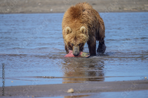 Ruling the landscape, brown bears of Kamchatka (Ursus arctos beringianus)