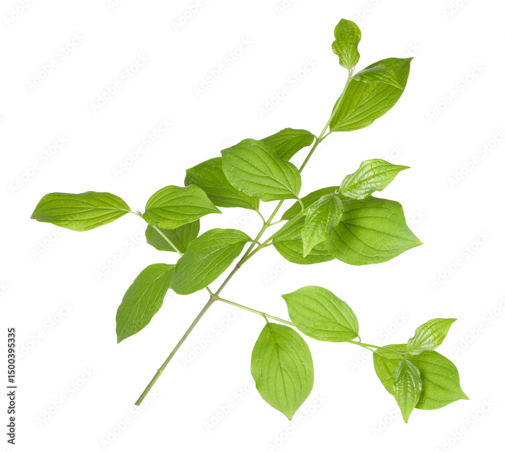 Fototapeta premium Branch with green leaves isolated on white
