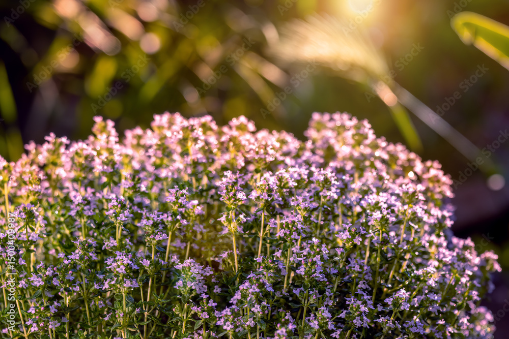 Fototapeta premium Flowering thyme bush in raindrops against warm light of setting sun. For articles on growing and using of Provencal herbs (herbes de Provence). Thymus - L. Lens flare, Light Reflex