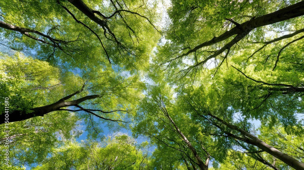 Fototapeta premium Forest canopy, looking up, towering trees