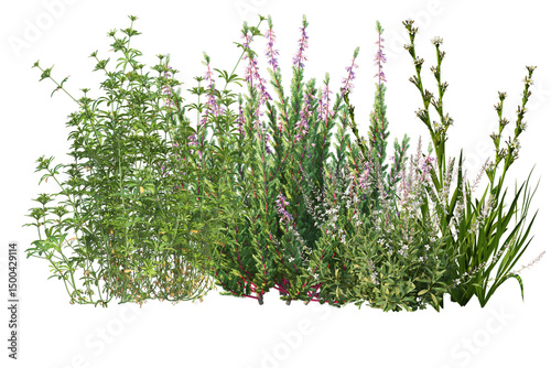 Obraz na plátně Small bush with colorful plants and flowers, shrubs for garden decor isolated on