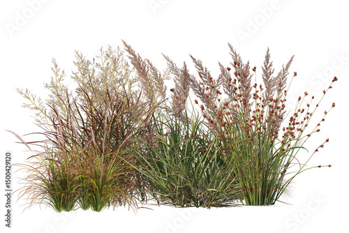 Obraz na plátně Colorful flowers on small bush, shrubs and plants isolated background