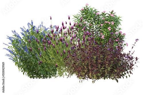 Fototapeta Shrubs and flowers in small bush, colorful bloom plants cut out