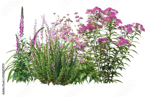 Fotografie Vibrant small bush with lots of flowers, colorful bloom shrubs isolated backgrou