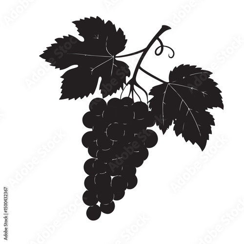 Grape silhouette vector image