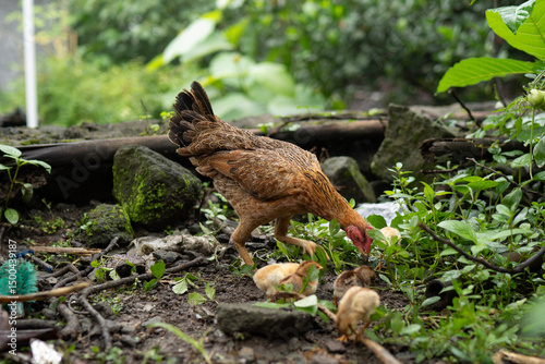 The chicken is looking for food with her chicks in the garden 1